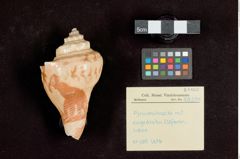 Foto (Übersicht mit Etikett) von Pyrulaschnecke (NHMW-ZOO-MO-0081100-ETH-109)